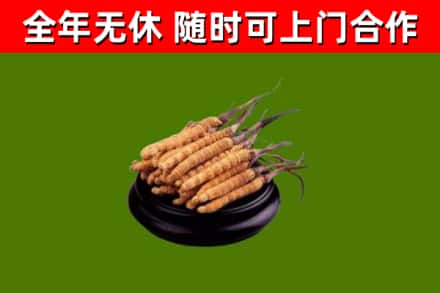 金昌回收散虫草
